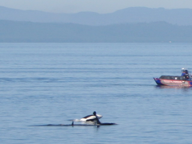 Orcas